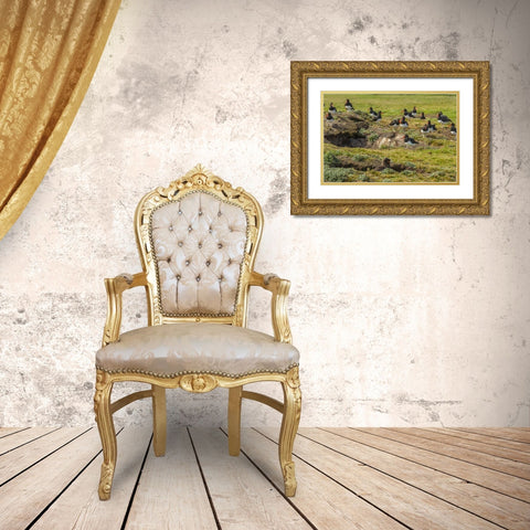 Carcass Island Magellanic oystercatchers on edge Gold Ornate Wood Framed Art Print with Double Matting by Illg, Cathy and Gordon