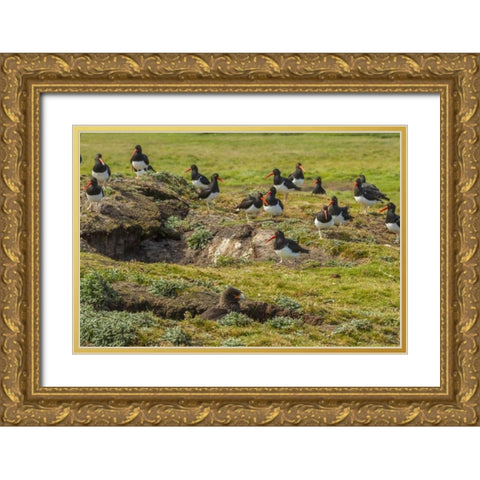 Carcass Island Magellanic oystercatchers on edge Gold Ornate Wood Framed Art Print with Double Matting by Illg, Cathy and Gordon