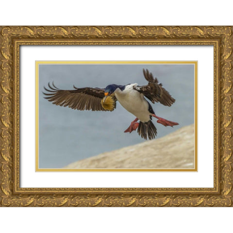 Carcass Island Imperial shag with nest material Gold Ornate Wood Framed Art Print with Double Matting by Illg, Cathy and Gordon