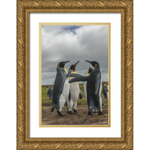 Falkland Islands, Volunteer Point King penguins Gold Ornate Wood Framed Art Print with Double Matting by Illg, Cathy and Gordon