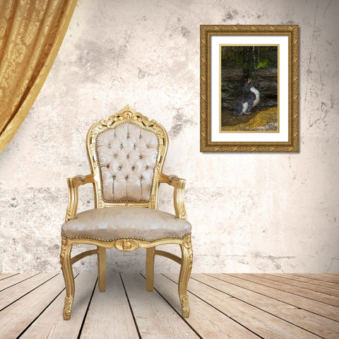 Saunders Island Rockhopper penguin bathing Gold Ornate Wood Framed Art Print with Double Matting by Illg, Cathy and Gordon