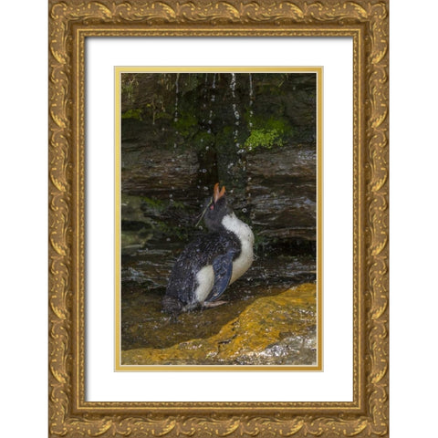Saunders Island Rockhopper penguin bathing Gold Ornate Wood Framed Art Print with Double Matting by Illg, Cathy and Gordon