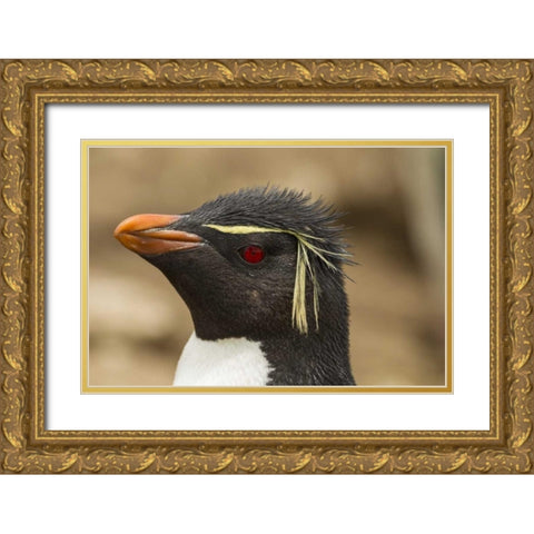 Saunders Island Rockhopper penguin portrait Gold Ornate Wood Framed Art Print with Double Matting by Illg, Cathy and Gordon