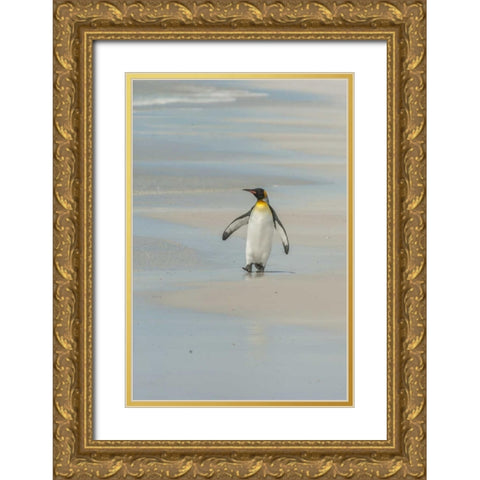 East Falkland King penguin walking on beach Gold Ornate Wood Framed Art Print with Double Matting by Illg, Cathy and Gordon