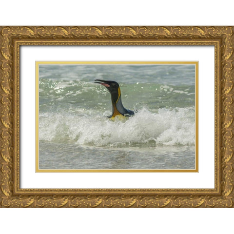 East Falkland King penguin in surf Gold Ornate Wood Framed Art Print with Double Matting by Illg, Cathy and Gordon
