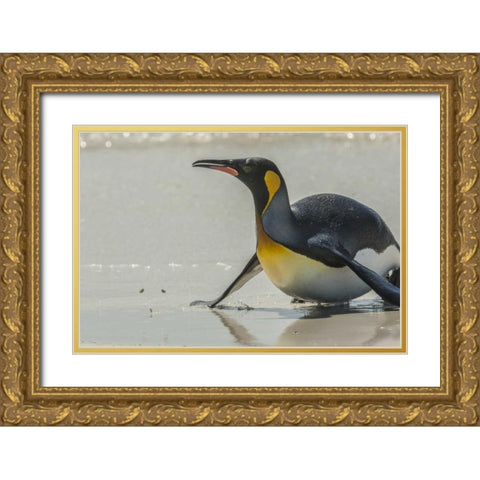 East Falkland King penguin on beach Gold Ornate Wood Framed Art Print with Double Matting by Illg, Cathy and Gordon