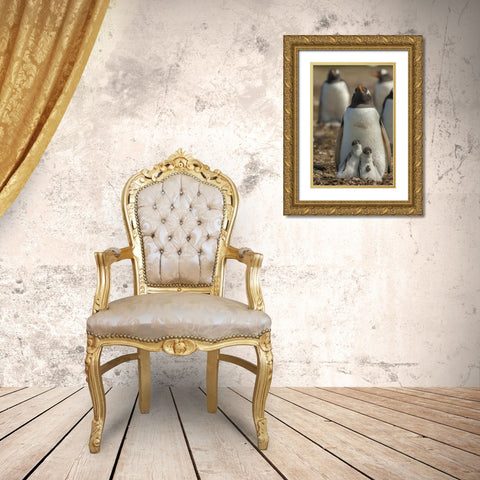 East Falkland Gentoo penguin chicks and parent Gold Ornate Wood Framed Art Print with Double Matting by Illg, Cathy and Gordon