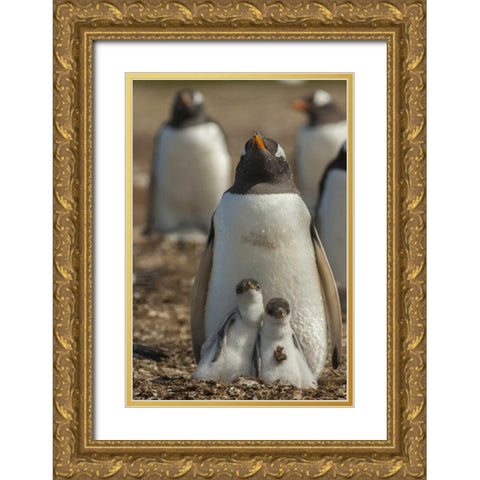 East Falkland Gentoo penguin chicks and parent Gold Ornate Wood Framed Art Print with Double Matting by Illg, Cathy and Gordon