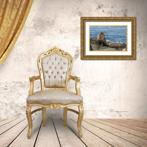 Bleaker Island Southern sea lions near water Gold Ornate Wood Framed Art Print with Double Matting by Illg, Cathy and Gordon