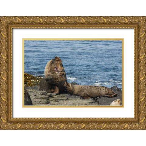 Bleaker Island Southern sea lions near water Gold Ornate Wood Framed Art Print with Double Matting by Illg, Cathy and Gordon
