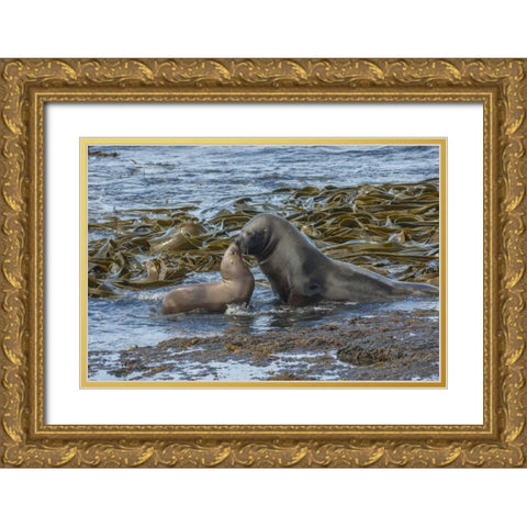 Bleaker Island Southern sea lions near water Gold Ornate Wood Framed Art Print with Double Matting by Illg, Cathy and Gordon