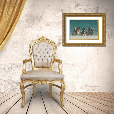 Bleaker Island Gentoo penguins on the beach Gold Ornate Wood Framed Art Print with Double Matting by Illg, Cathy and Gordon