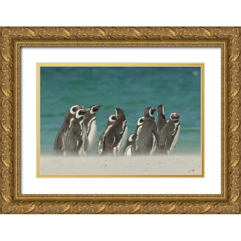 Bleaker Island Gentoo penguins on the beach Gold Ornate Wood Framed Art Print with Double Matting by Illg, Cathy and Gordon