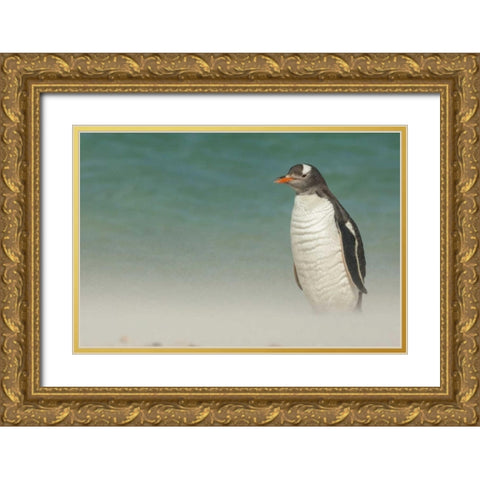 Bleaker Island Gentoo penguin on the beach Gold Ornate Wood Framed Art Print with Double Matting by Illg, Cathy and Gordon