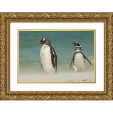 Bleaker Island Gentoo penguins on the beach Gold Ornate Wood Framed Art Print with Double Matting by Illg, Cathy and Gordon