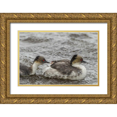 Sea Lion Island Silvery grebe feeding chick Gold Ornate Wood Framed Art Print with Double Matting by Illg, Cathy and Gordon