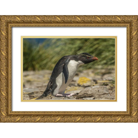 Falkland Islands, Bleaker Is Rockhopper penguin Gold Ornate Wood Framed Art Print with Double Matting by Illg, Cathy and Gordon