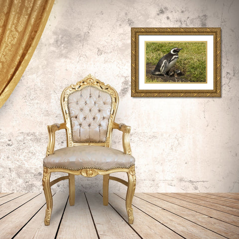 Sea Lion Island Magellanic penguin and chicks Gold Ornate Wood Framed Art Print with Double Matting by Illg, Cathy and Gordon