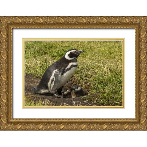 Sea Lion Island Magellanic penguin and chicks Gold Ornate Wood Framed Art Print with Double Matting by Illg, Cathy and Gordon