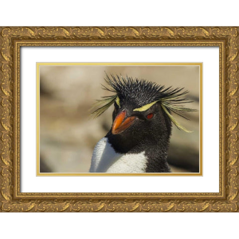 Saunders Island Rockhopper penguin portrait Gold Ornate Wood Framed Art Print with Double Matting by Illg, Cathy and Gordon
