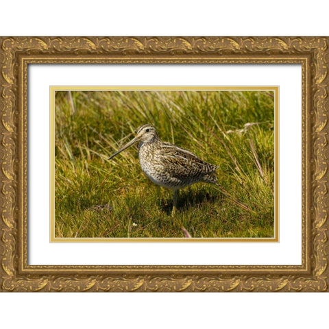 Falkland Islands, Sea Lion Is Magellanic snipe Gold Ornate Wood Framed Art Print with Double Matting by Illg, Cathy and Gordon
