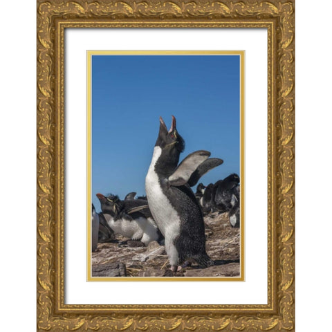 Bleaker Island Rockhopper penguin calling Gold Ornate Wood Framed Art Print with Double Matting by Illg, Cathy and Gordon