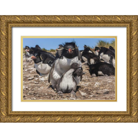 Bleaker Island Rockhopper penguin and chicks Gold Ornate Wood Framed Art Print with Double Matting by Illg, Cathy and Gordon