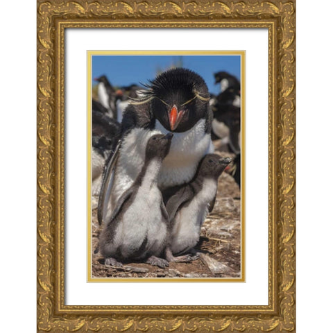 Bleaker Island Rockhopper penguin and chicks Gold Ornate Wood Framed Art Print with Double Matting by Illg, Cathy and Gordon