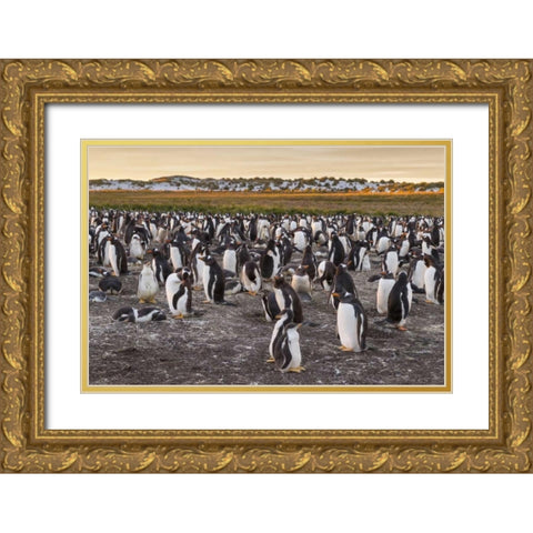 Sea Lion Island Gentoo penguins colony Gold Ornate Wood Framed Art Print with Double Matting by Illg, Cathy and Gordon
