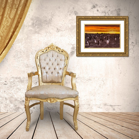 Sea Lion Island Gentoo penguins colony at sunset Gold Ornate Wood Framed Art Print with Double Matting by Illg, Cathy and Gordon