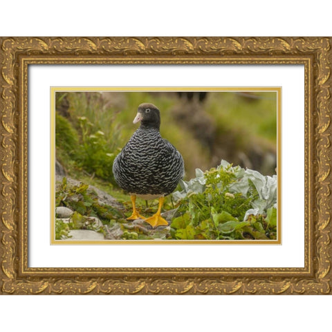 Falkland Islands, Carcass Island Kelp goose Gold Ornate Wood Framed Art Print with Double Matting by Illg, Cathy and Gordon