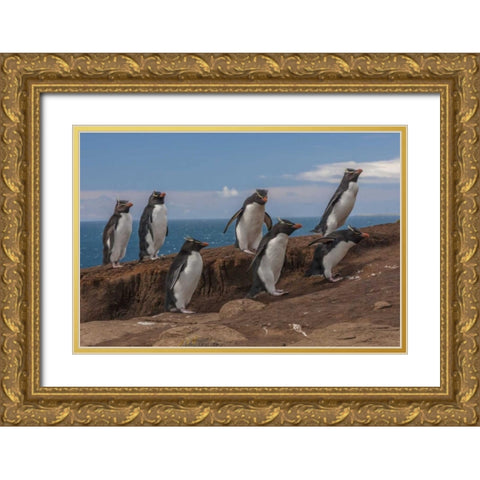 Saunders Island Group of rockhopper penguins Gold Ornate Wood Framed Art Print with Double Matting by Illg, Cathy and Gordon