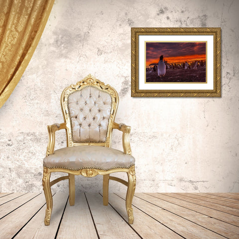 Sea Lion Island Gentoo penguin colony at sunset Gold Ornate Wood Framed Art Print with Double Matting by Illg, Cathy and Gordon