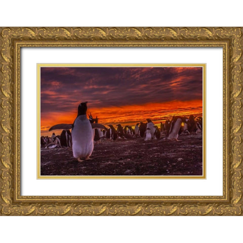 Sea Lion Island Gentoo penguin colony at sunset Gold Ornate Wood Framed Art Print with Double Matting by Illg, Cathy and Gordon