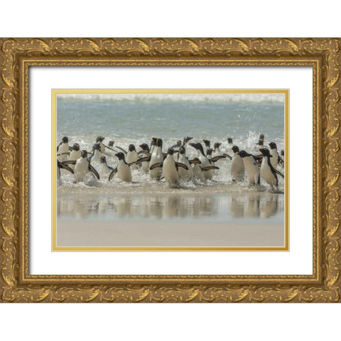 Saunders Island Rockhopper penguins returning Gold Ornate Wood Framed Art Print with Double Matting by Illg, Cathy and Gordon