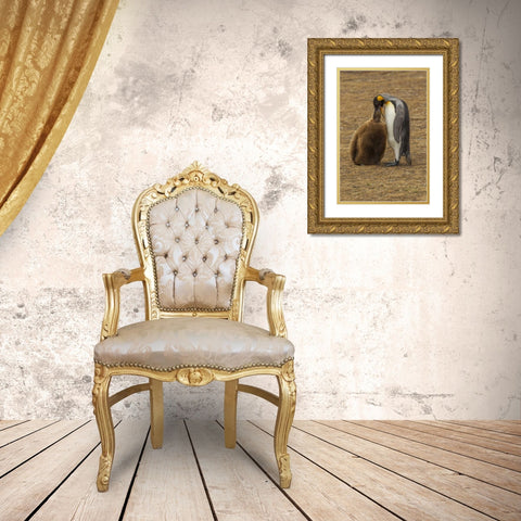 East Falkland King penguin parent feeding chick Gold Ornate Wood Framed Art Print with Double Matting by Illg, Cathy and Gordon