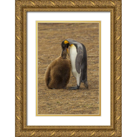 East Falkland King penguin parent feeding chick Gold Ornate Wood Framed Art Print with Double Matting by Illg, Cathy and Gordon
