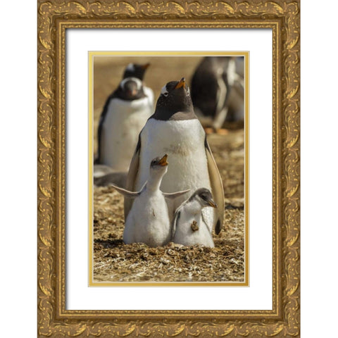 East Falkland Gentoo penguin parent and chicks Gold Ornate Wood Framed Art Print with Double Matting by Illg, Cathy and Gordon