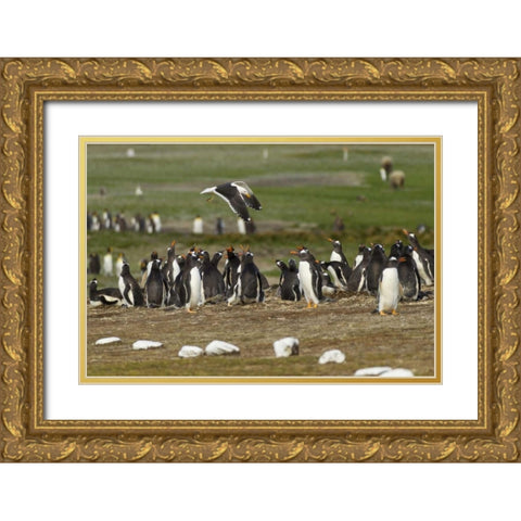 East Falkland Kelp gull over Gentoo penguins Gold Ornate Wood Framed Art Print with Double Matting by Illg, Cathy and Gordon