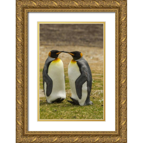 Saunders Island Pair of king penguins Gold Ornate Wood Framed Art Print with Double Matting by Illg, Cathy and Gordon