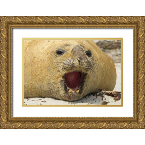 Sea Lion Island Southern elephant seal Gold Ornate Wood Framed Art Print with Double Matting by Illg, Cathy and Gordon