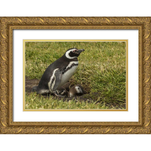 Sea Lion Island Magellanic penguin and chicks Gold Ornate Wood Framed Art Print with Double Matting by Illg, Cathy and Gordon