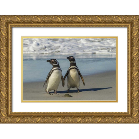 Sea Lion Island Magellanic penguins on beach Gold Ornate Wood Framed Art Print with Double Matting by Illg, Cathy and Gordon