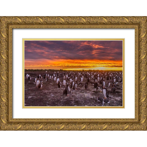 Sea Lion Island Gentoo penguins colony at sunset Gold Ornate Wood Framed Art Print with Double Matting by Illg, Cathy and Gordon