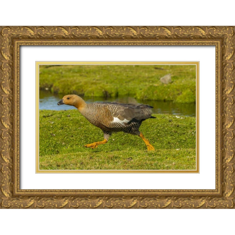 Bleaker Island Female upland goose running Gold Ornate Wood Framed Art Print with Double Matting by Illg, Cathy and Gordon