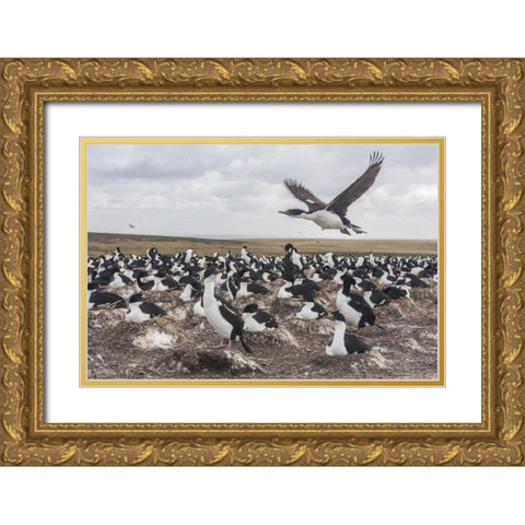 Bleaker Island Imperial shag nesting colony Gold Ornate Wood Framed Art Print with Double Matting by Illg, Cathy and Gordon