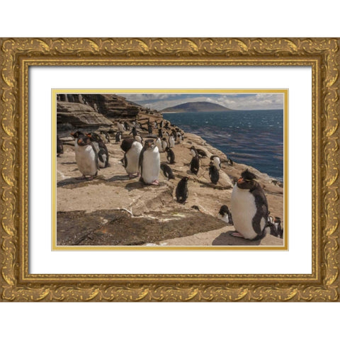 Saunders Island Rockhopper penguins on cliff Gold Ornate Wood Framed Art Print with Double Matting by Illg, Cathy and Gordon