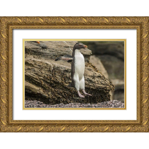 Saunders Island Rockhopper penguin hopping Gold Ornate Wood Framed Art Print with Double Matting by Illg, Cathy and Gordon