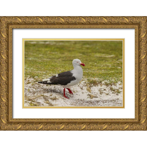 East Falkland, Volunteer Point Dolphin gull Gold Ornate Wood Framed Art Print with Double Matting by Illg, Cathy and Gordon