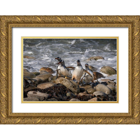 Falkland Islands-Grave Cove Gentoo penguins returning from ocean  Gold Ornate Wood Framed Art Print with Double Matting by Jaynes Gallery